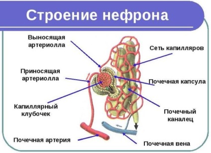 Nephron szerkezete és funkciója a vese egység
