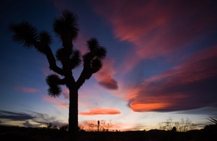 Hihetetlen Joshua Tree, fotó hírek (Joshua) Hihetetlen Joshua Tree, fotó hírek