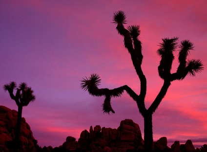 Hihetetlen Joshua Tree, fotó hírek (Nature) Hihetetlen Joshua Tree, fotó hírek
