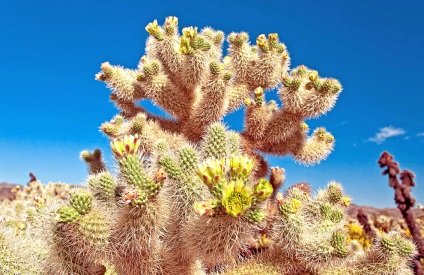 Hihetetlen Joshua Tree, fotó hírek (sivatagi) Hihetetlen Joshua Tree, fotó hírek
