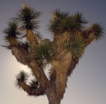 Hihetetlen Joshua Tree, fotó hírek