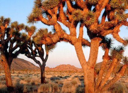 Hihetetlen Joshua Tree, fotó hírek (Joshua) Hihetetlen Joshua Tree, fotó hírek