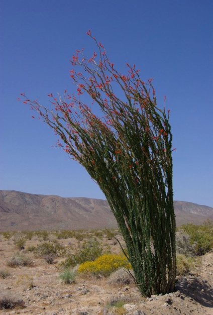 Hihetetlen Joshua Tree, fotó hírek (Tree Nemzeti Park) Hihetetlen Joshua Tree, fotó hírek