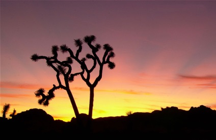 Hihetetlen Joshua Tree, fotó hírek (fa) Hihetetlen Joshua Tree, fotó hírek