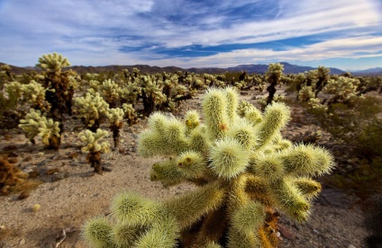 Hihetetlen Joshua Tree, fotó hírek (Nature) Hihetetlen Joshua Tree, fotó hírek