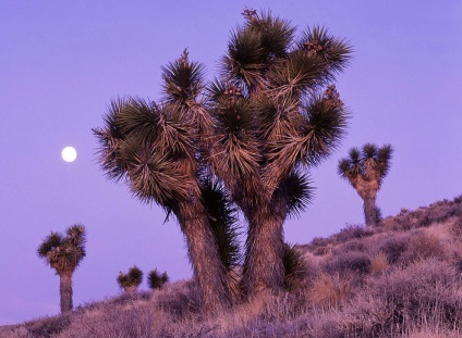 Hihetetlen Joshua Tree, fotó hírek (fák) Hihetetlen Joshua Tree, fotó hírek