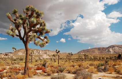 Hihetetlen Joshua Tree, fotó hírek (Nature) Hihetetlen Joshua Tree, fotó hírek