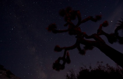 Hihetetlen Joshua Tree, fotó hírek (fák) Hihetetlen Joshua Tree, fotó hírek