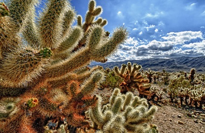 Hihetetlen Joshua Tree, fotó hírek (szokatlan) Hihetetlen Joshua Tree, fotó hírek