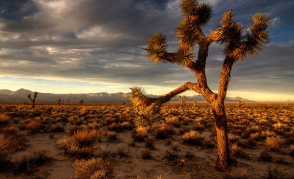 Hihetetlen Joshua Tree, fotó hírek (National Park, Joshua Tree) Hihetetlen Joshua Tree, fotó hírek