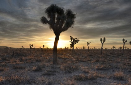 Hihetetlen Joshua Tree, fotó hírek (fák) Hihetetlen Joshua Tree, fotó hírek