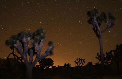 Hihetetlen Joshua Tree, fotó hírek (National Park, Joshua Tree) Hihetetlen Joshua Tree, fotó hírek