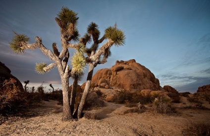 Hihetetlen Joshua Tree, fotó hírek (fa) Hihetetlen Joshua Tree, fotó hírek