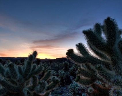 Hihetetlen Joshua Tree, fotó hírek (National Park, Joshua Tree) Hihetetlen Joshua Tree, fotó hírek