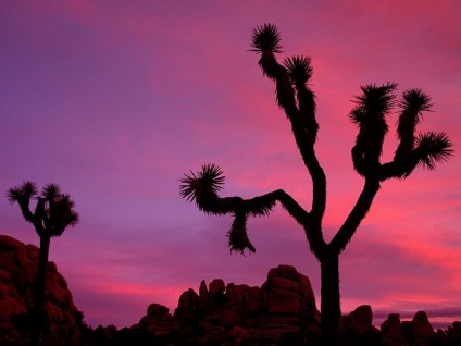 Hihetetlen Joshua Tree, fotó hírek (fa) Hihetetlen Joshua Tree, fotó hírek