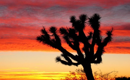 Hihetetlen Joshua Tree, fotó hírek (sivatagi) Hihetetlen Joshua Tree, fotó hírek