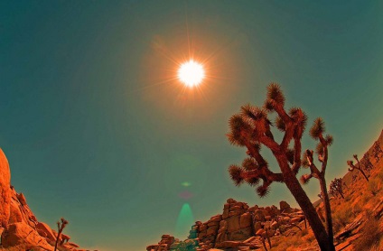 Hihetetlen Joshua Tree, fotó hírek (Tree Nemzeti Park) Hihetetlen Joshua Tree, fotó hírek