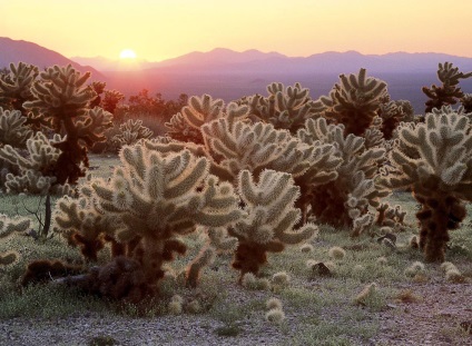 Hihetetlen Joshua Tree, fotó hírek (fák) Hihetetlen Joshua Tree, fotó hírek