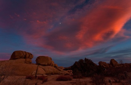 Hihetetlen Joshua Tree, fotó hírek (fák) Hihetetlen Joshua Tree, fotó hírek