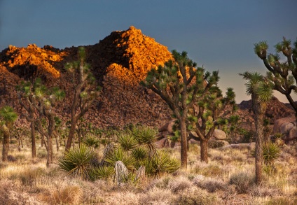 Hihetetlen Joshua Tree, fotó hírek (Joshua) Hihetetlen Joshua Tree, fotó hírek