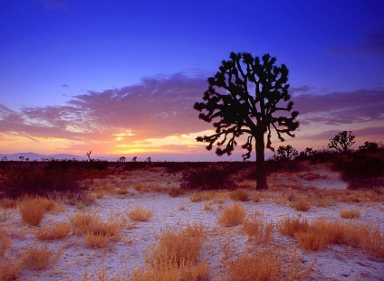 Hihetetlen Joshua Tree, fotó hírek (Joshua) Hihetetlen Joshua Tree, fotó hírek