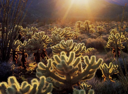 Hihetetlen Joshua Tree, fotó hírek (fák) Hihetetlen Joshua Tree, fotó hírek