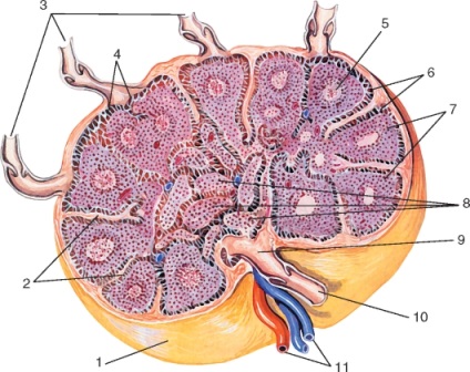 Összesen Lymphology