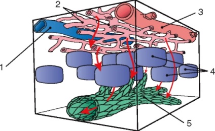 Összesen Lymphology