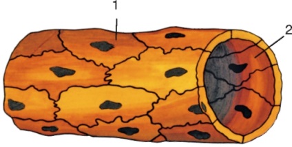 Összesen Lymphology