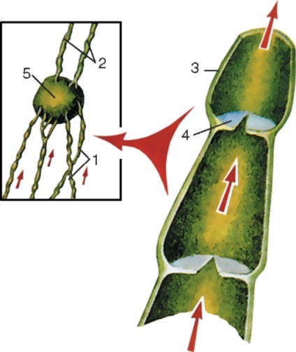 Összesen Lymphology