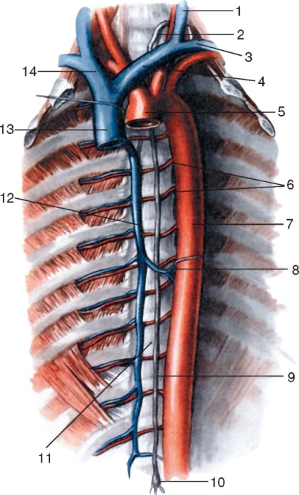 Összesen Lymphology