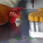 Áttekintés dekoratív szokatlan fajtájú csirkék Seabright, phoenix, göndör, és mások (kőzetek) Áttekintés dekoratív szokatlan fajtájú csirkék Seabright, phoenix, göndör, és mások