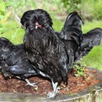 Áttekintés dekoratív szokatlan fajtájú csirkék Seabright, phoenix, göndör, és mások (Seabright) Áttekintés dekoratív szokatlan fajtájú csirkék Seabright, phoenix, göndör, és mások