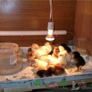 Áttekintés dekoratív szokatlan fajtájú csirkék Seabright, phoenix, göndör, és mások (összefoglaló) Áttekintés dekoratív szokatlan fajtájú csirkék Seabright, phoenix, göndör, és mások