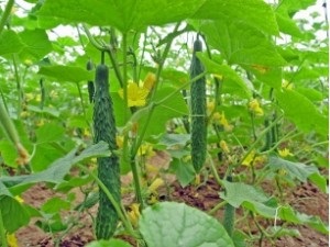 Dlinnoplodnye kínai uborka (kínai) Uborka kínai dlinnoplodnye