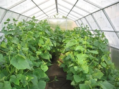 Uborka télen üvegházban növekvő uborka egész évben ültetés technológia és ápolási télen