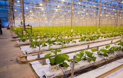 Uborka télen üvegházban növekvő uborka egész évben ültetés technológia és ápolási télen
