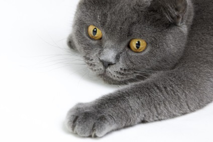 Brit macskák színek - fotó és a fajta leírása