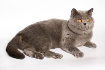 Brit macskák színek - fotó és a fajta leírása