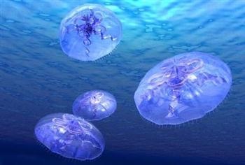 Tedd medúza emberre veszélyes