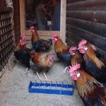 Leírás tyúkok Leghorn csirke fajtája és fotók képviselői