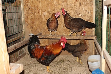 Leírás tyúkok Leghorn csirke fajtája és fotók képviselői