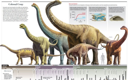 Опис зауроподів - динозаври