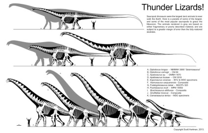 Опис зауроподів - динозаври