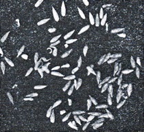 Opisthorchiasis vagy Vinogradov-kór - Cikkek - Orvosi portál Cseljabinszk (elég sült hegesztett) Opisthorchiasis vagy betegség Vinogradov - cikkek - orvosi portál Cseljabinszk