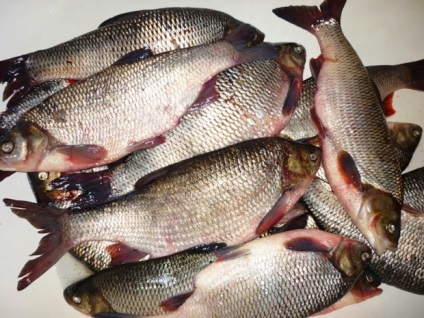 Opisthorchiasis halakban, hogy az emberi fertőzés, hogyan kell főzni