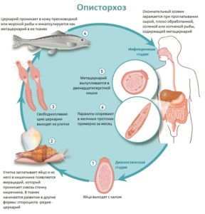 Opisthorchiasis halakban, hogy az emberi fertőzés, hogyan kell főzni