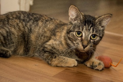 Különleges macskák örömet a házban (cat) Különleges macskák örömet a házban