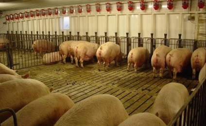 Válogatás a sertés állományok javítási (állomány) A kiválasztás a sertések javításra állományok
