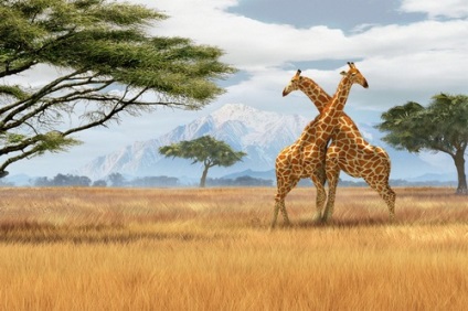 Afrika többi vélemény, fotók, videók (Zimbabwe) Afrika többi vélemény, fotók, videók